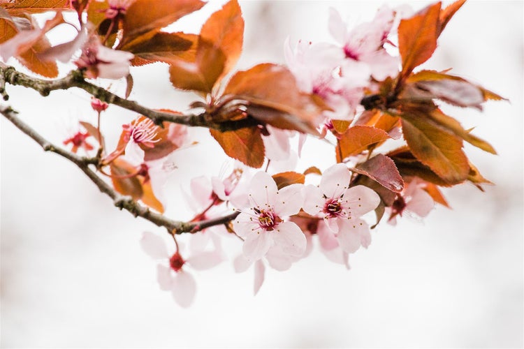 Prunus cistena, Blutpflaume, dunkelrot, 60–80 cm