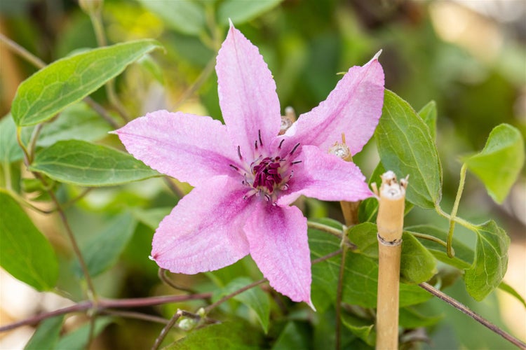 Clematis Hybrid 'Comtesse de Bouchaud', rosa Blüten, 60–100 cm