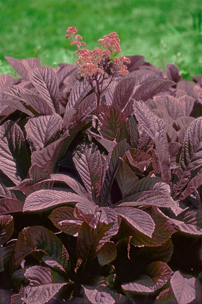 Rodgersia podophylla im Garten mit charakteristischen gefingerten Blättern und Blütenständen.