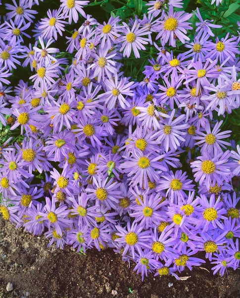 Aster amellus 'Sternkugel', Berg-Aster, violett, ca. 9x9 cm Topf