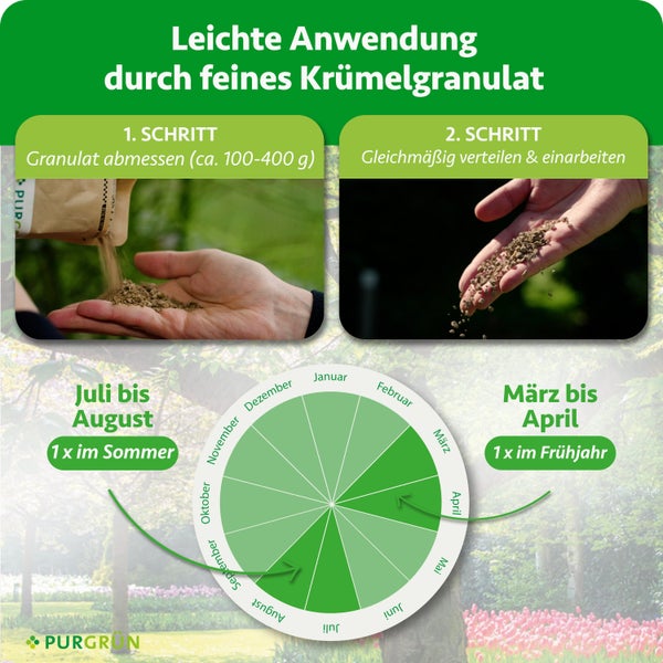 Infografik zur Anwendung von Düngergranulat: Abmessen, gleichmäßiges Verteilen und Einarbeiten. Kalender für Frühjahr und Sommer. Purgrün Logo.