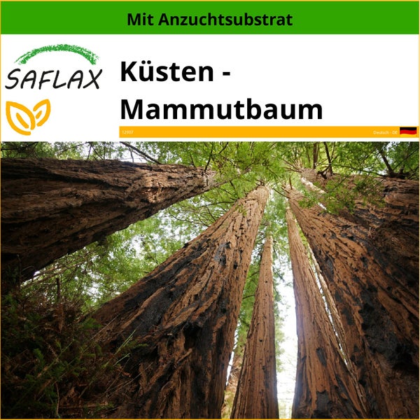 SAFLAX  - Küsten - Mammutbaum - Sequoia sempervirens - 50 Samen - Mit keimfreiem Anzuchtsubstrat