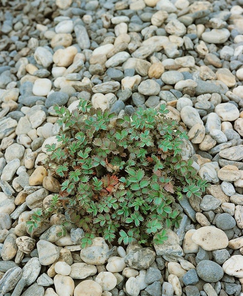 Acaena caesiiglauca, Blauer Stachelnüsschen, ca. 9x9 cm Topf