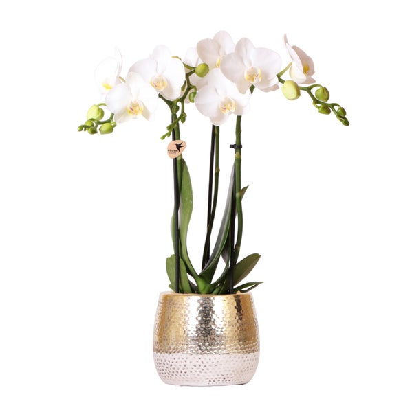 Kolibri Orchids weiße Phalaenopsis Orchidee Amabilis + Elite Topf Gold Topfgröße 9cm 40cm hoch blühende Zimmerpflanze