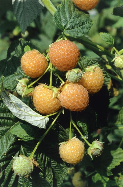 Rubus idaeus 'Fallgold', Himbeere, gelbfruchtig, 40–60 cm