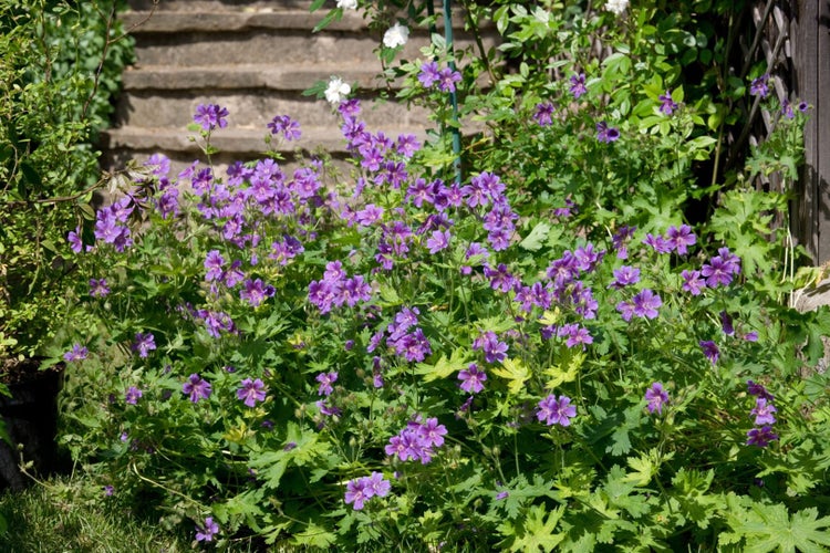 Geranium pratense 'Johnson's Blue', Storchschnabel, blau, ca. 9x9 cm Topf
