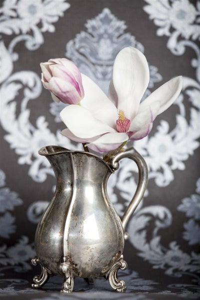 Magnolia soulangiana, Tulpen-Magnolie, 80–100 cm