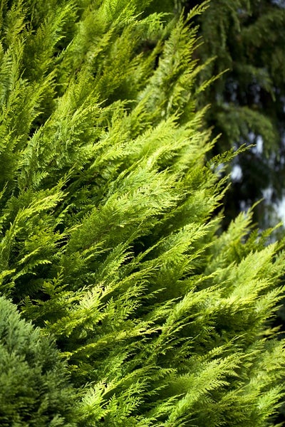 Chamaecyparis lawsoniana 'Ivonne', Gelbe Scheinzypresse, 40–50 cm