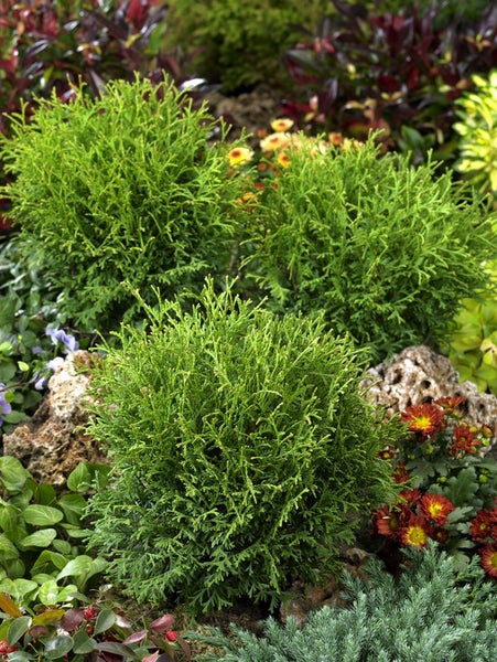 Thuja occidentalis 'Tiny Tim', Kugel-Lebensbaum, 30–40 cm