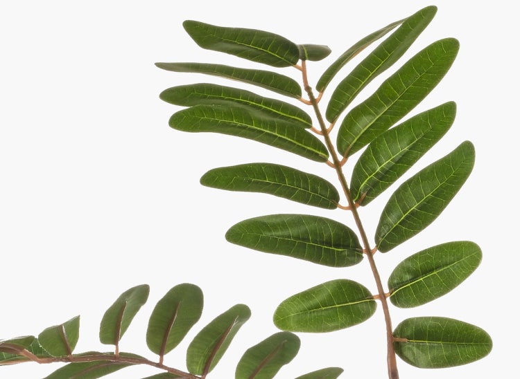 Ein Zweig mit kleinen, ovalen, grünen Blättern mit deutlichen Blattadern.