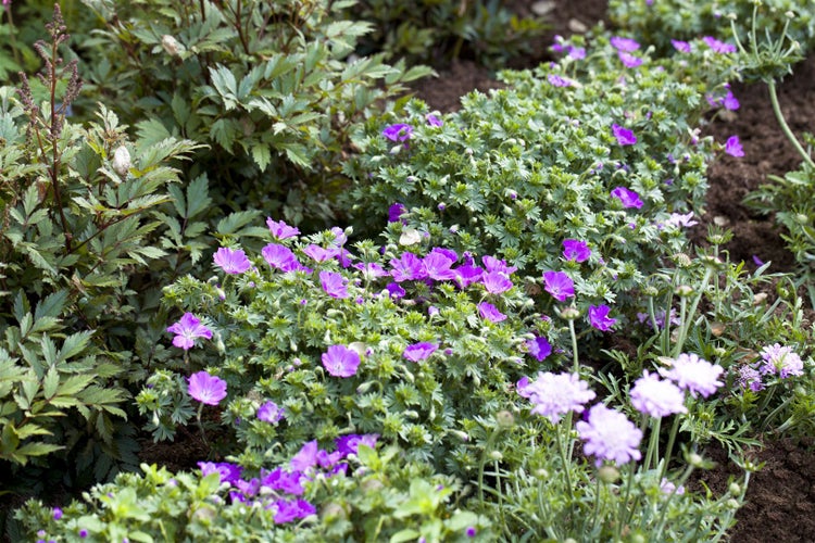 Geranium sanguineum 'Aviemore', Storchschnabel, rosa, ca. 9x9 cm Topf