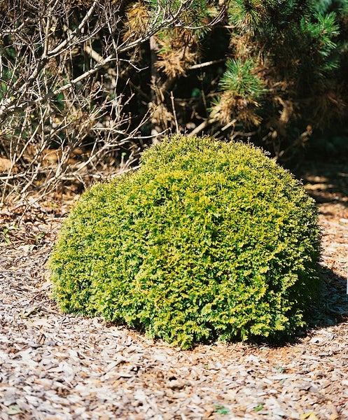 Thuja occidentalis 'Anniek', Lebensbaum, 20–25 cm, kompakt