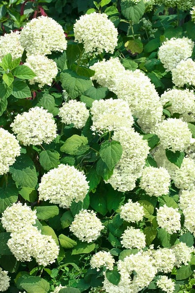 Hydrangea arborescens 'Lime Rickey', Hortensie, limettengrün, 60–80 cm