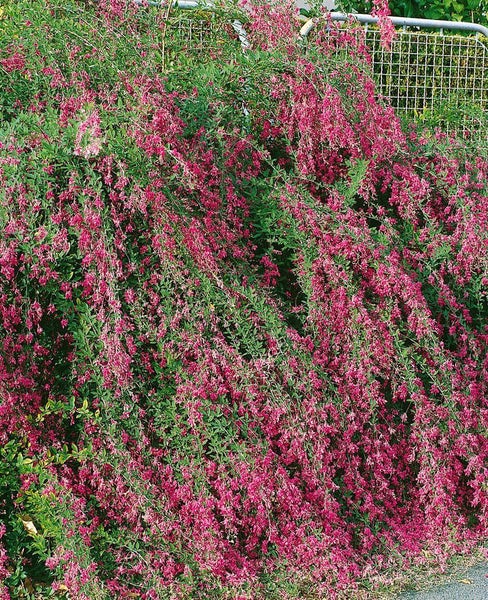 Blühende Zierpflanze mit grünen Blättern und roten Blüten