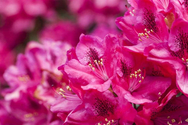 Rhododendron Hybr. 'Erato', Rhododendron, 40–50 cm, rot