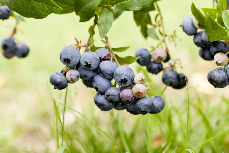 Vaccinium corymbosum 'Duke', Heidelbeere, 40–60 cm, ertragreich