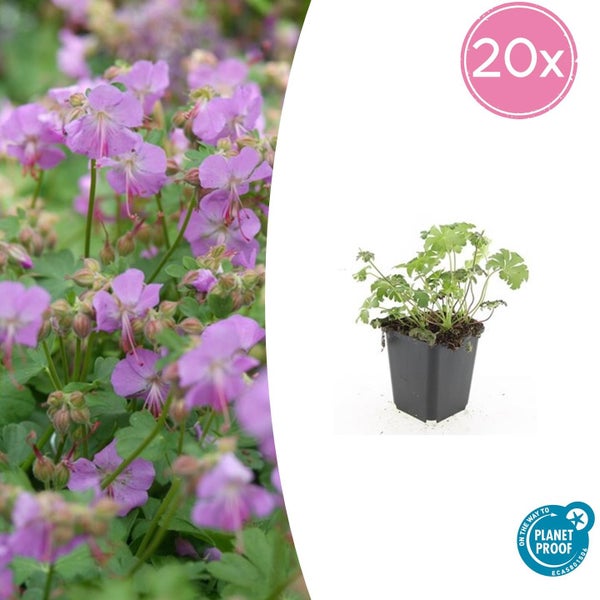 Bodendecker - Storchschnabel - Geranium cantabrigiense 'Cambridge' - 9cm Topf - Set mit 20 Pflanzen