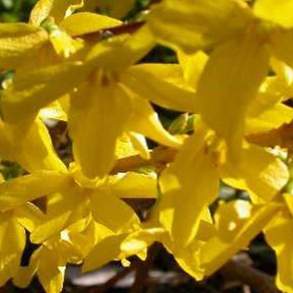 Nahaufnahme von Forsythienblüten