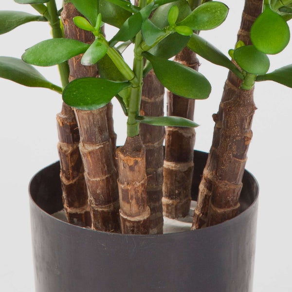 Nahaufnahme eines Geldbaums Crassula ovata mit dicken verholzten Stämmen und grünen fleischigen Blättern in einem dunklen Pflanztopf.