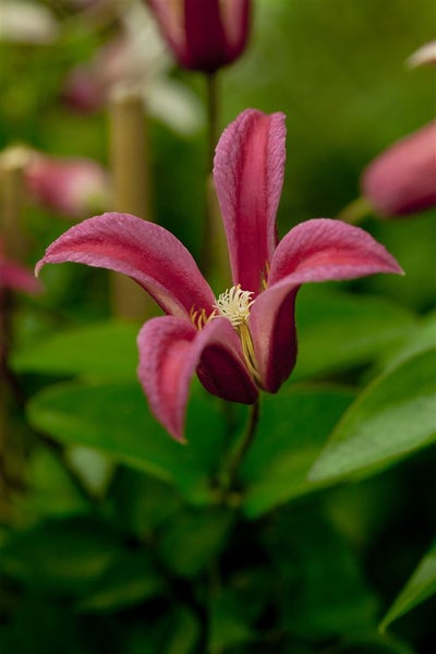 Clematis texensis 'Princess Diana', Klematis, rosa, 100–150 cm