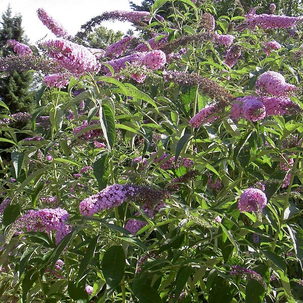 Schmetterlingsstrauch mit Blüten und Blättern