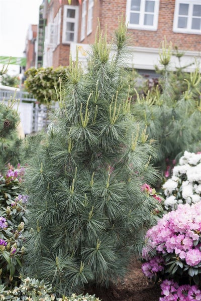 Pinus wallichiana 'Densa Hill', Himalaya-Kiefer, 100–125 cm