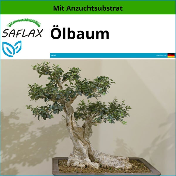 SAFLAX  - Ölbaum - Olea europea - 20 Samen - Mit keimfreiem Anzuchtsubstrat