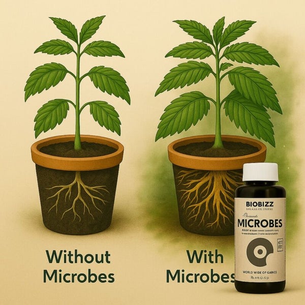 Darstellung von Pflanzenwachstum mit und ohne Mikroben, zusammen mit einer Flasche BioBizz Microbes