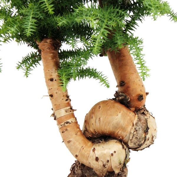 Zimmerbonsai Araucaria cunninghamii Zimmertanne Neuguinea-Araukarie ca. 65cm hoch 26cm Schale Schwarz Keramik