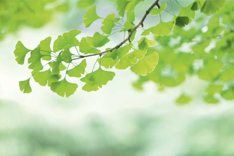 Ginkgo-Blätter an einem Ast