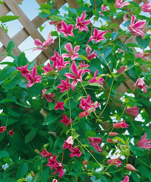 Clematis texensis 'Duchess of Albany', rosa, 60–100 cm