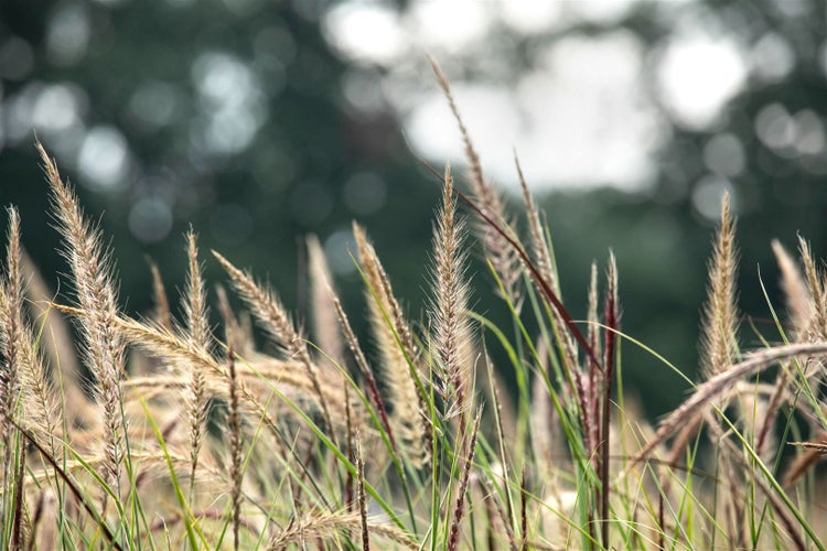 Ziergras im Garten