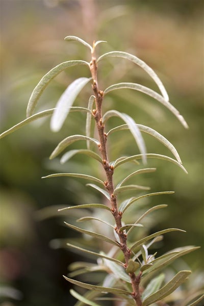 Hippophae rhamnoides, Sanddorn, 60–100 cm