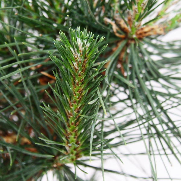 Bonsai - Pinus thunbergii - Japanische Schwarzkiefer - ca. 19 Jahre alt