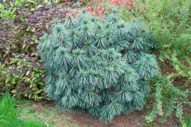 Kiefer als Bonsai im Garten.