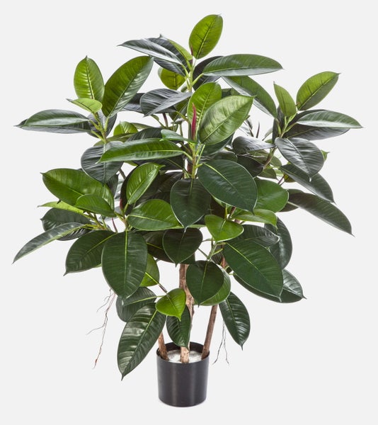 Gummibaum Ficus elastica mit glänzenden dunkelgrünen Blättern und neuem rötlichen Austrieb.