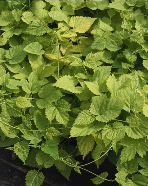 Humulus lupulus 'Aureus', Gold-Hopfen, gelbgrün, 60–100 cm