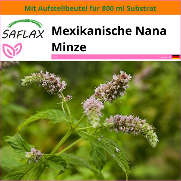 SAFLAX Garden in the bag - Mexikanische Nana Minze - Mentha spicata Nane - 500 Samen - Mit Anzuchtsubstrat im praktischen, selbst aufstellenden Beutel