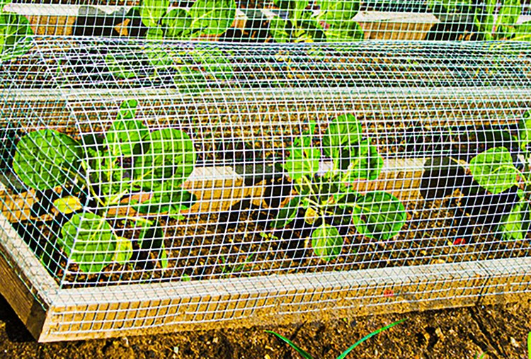 Maschendrahtzaun als Schutzgitter über jungen Pflanzen in einem Gartenbeet.