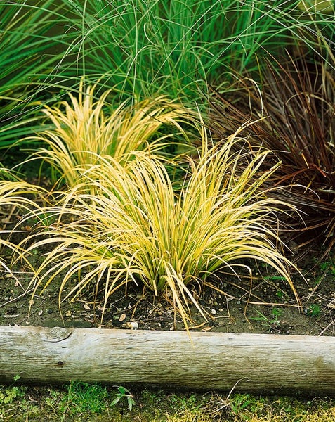 Acorus gramineus 'Ogon', Japanische Segge, gelbgrün, 2 Liter Container