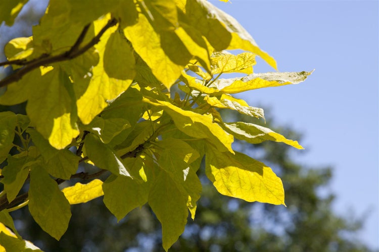 Catalpa bignonioides 'Aurea', Trompetenbaum, goldgelb, 100–125 cm