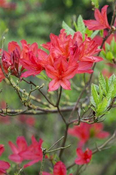 Rhododendron luteum 'Satan', gelb, 60–70 cm