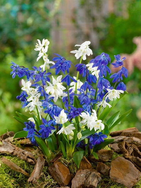 Scilla siberica, Blaustern, intensiv blau, ca. 9x9 cm Topf
