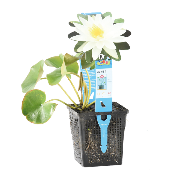 Weiße Seerose in schwarzem Pflanzkorb mit blauem Etikett.