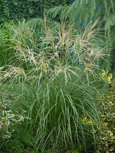 Miscanthus sinensis 'Hermann Müssel', Chinaschilf, ca. 11x11 cm Topf