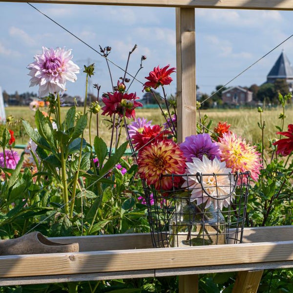 Bloomique - 3er-Mix - Dahlien-Teller-Mix - Farbmix - Blumenzwiebeln - Staude - Sommerblüte - Herbstblüte - Wächst bis zu 90-100 cm