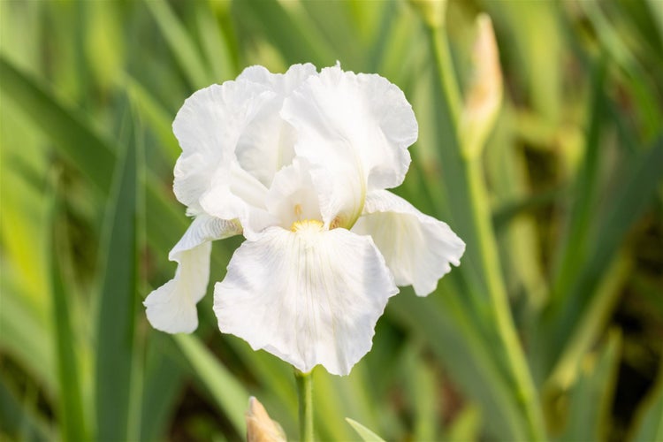 Iris x barb.-elat. 'Immortality', Schwertlilie, weiß, ca. 11x11 cm Topf