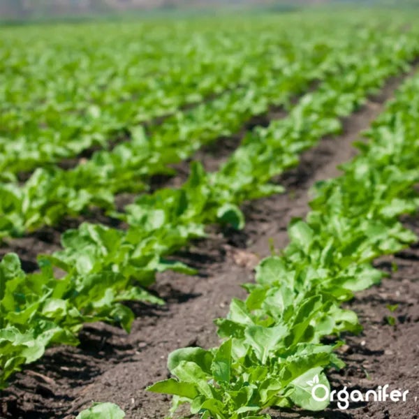 Feld mit Reihen von Gemüsepflanzen