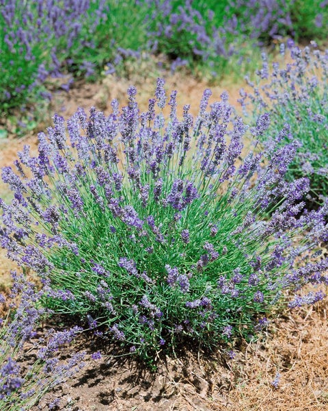 Lavandula angustifolia 'Munstead', Lavendel, violett, ca. 9x9 cm Topf
