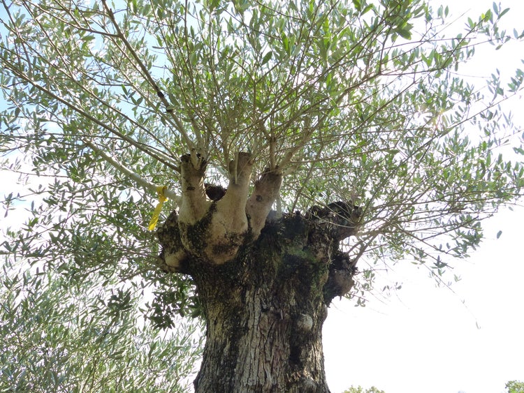 Alter Olivenbaum mit knorriger Rinde und weit verzweigter Baumkrone für den Garten